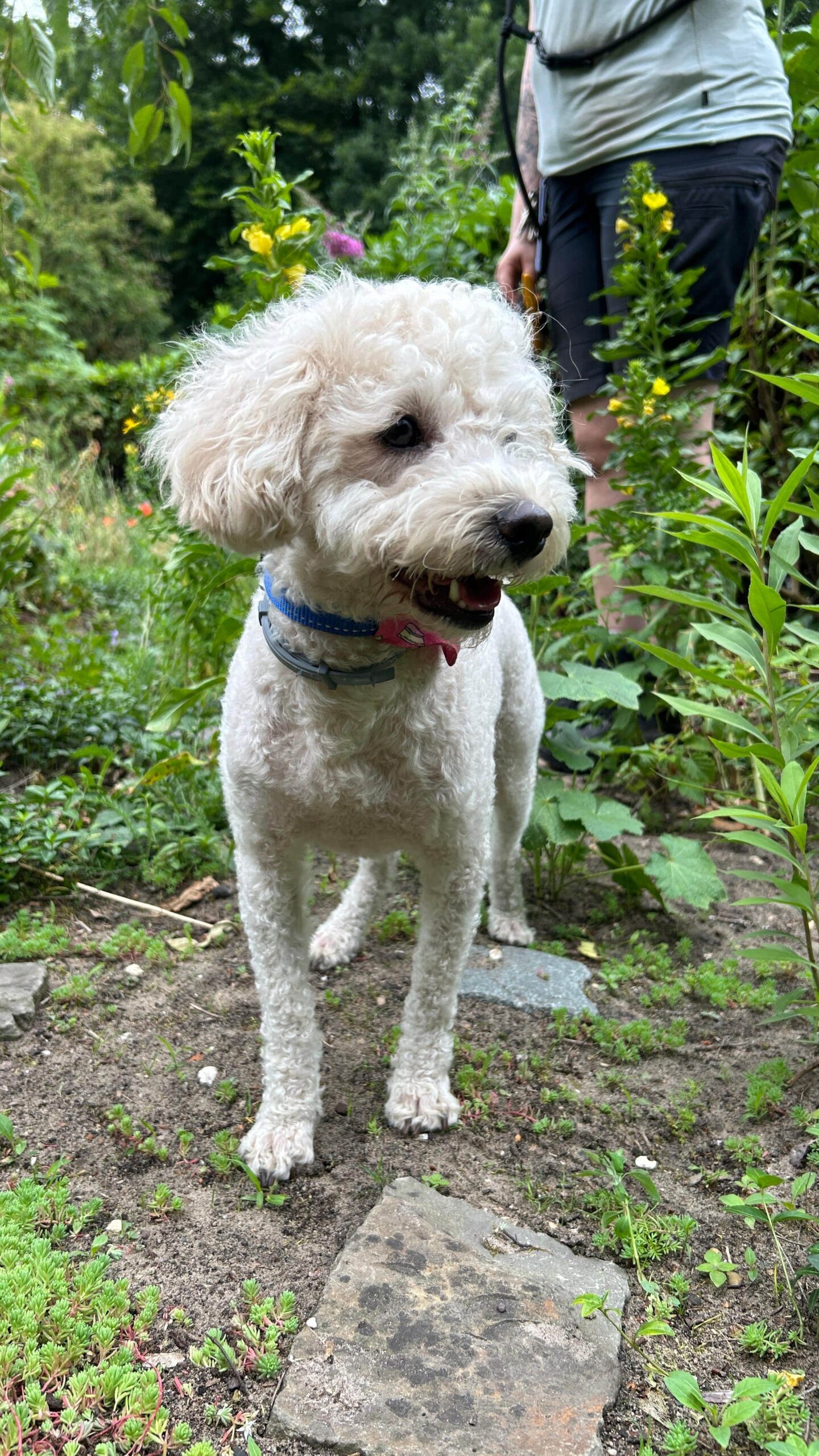 Benny ( geplaatst)