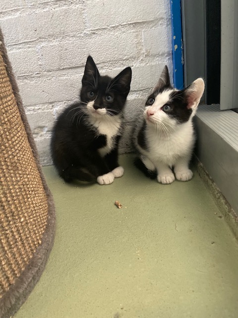 Diverse kittens