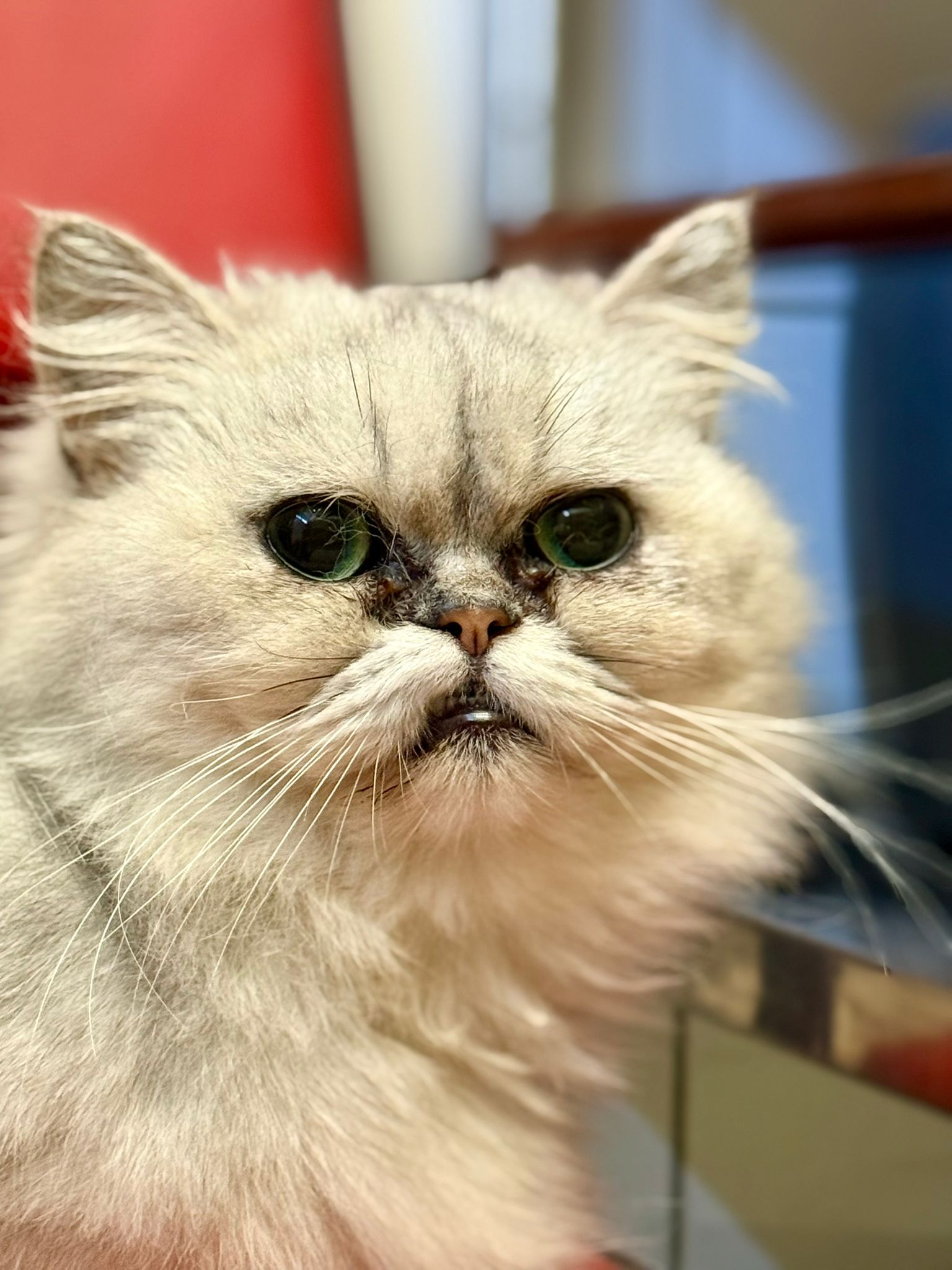 Feline is geadopteerd