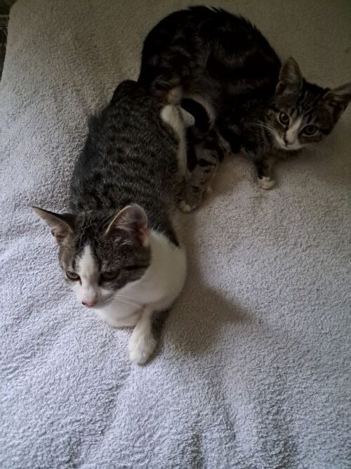 Mickey en Luca