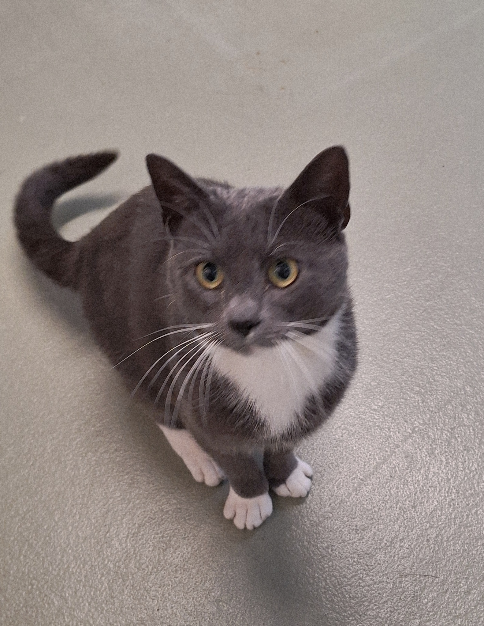 Alvin is gereserveerd