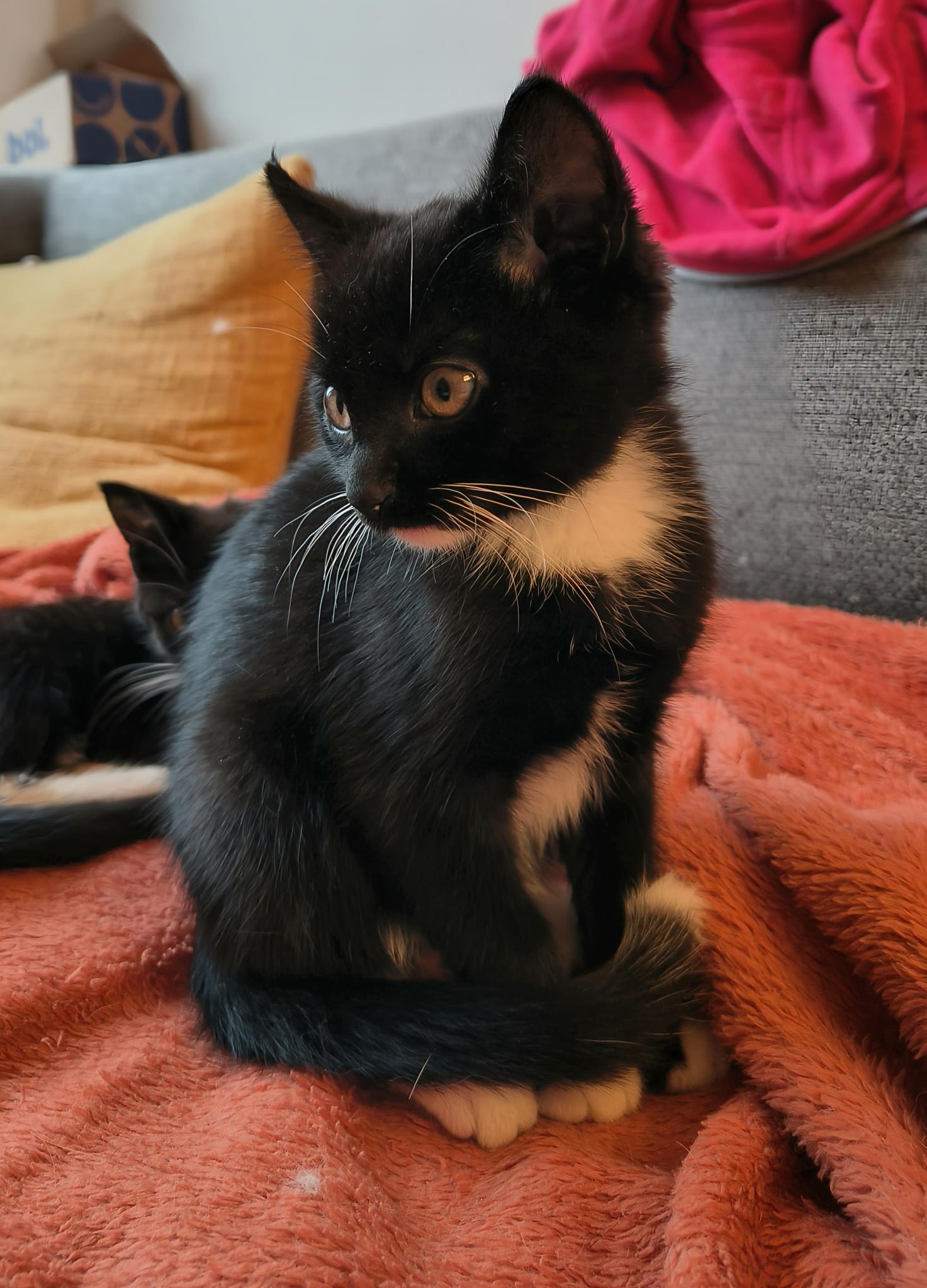 Herman is geadopteerd