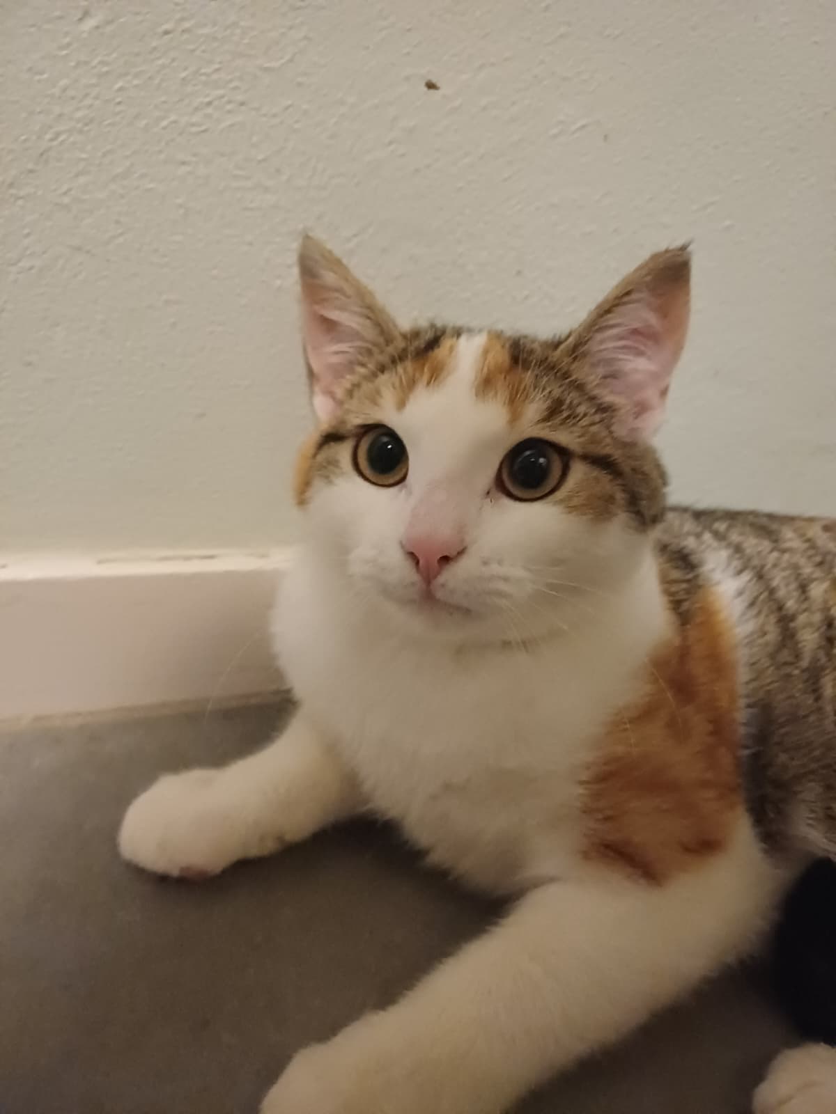 Nina en Remco zijn gereserveerd