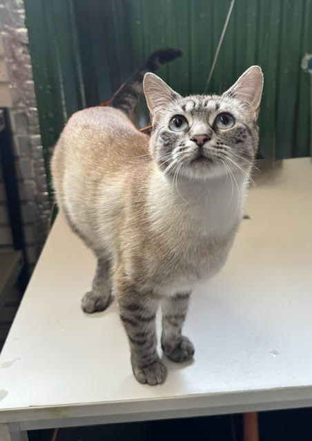 Suki