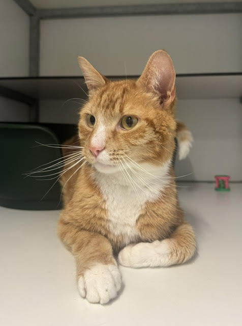 Simba en Garfield