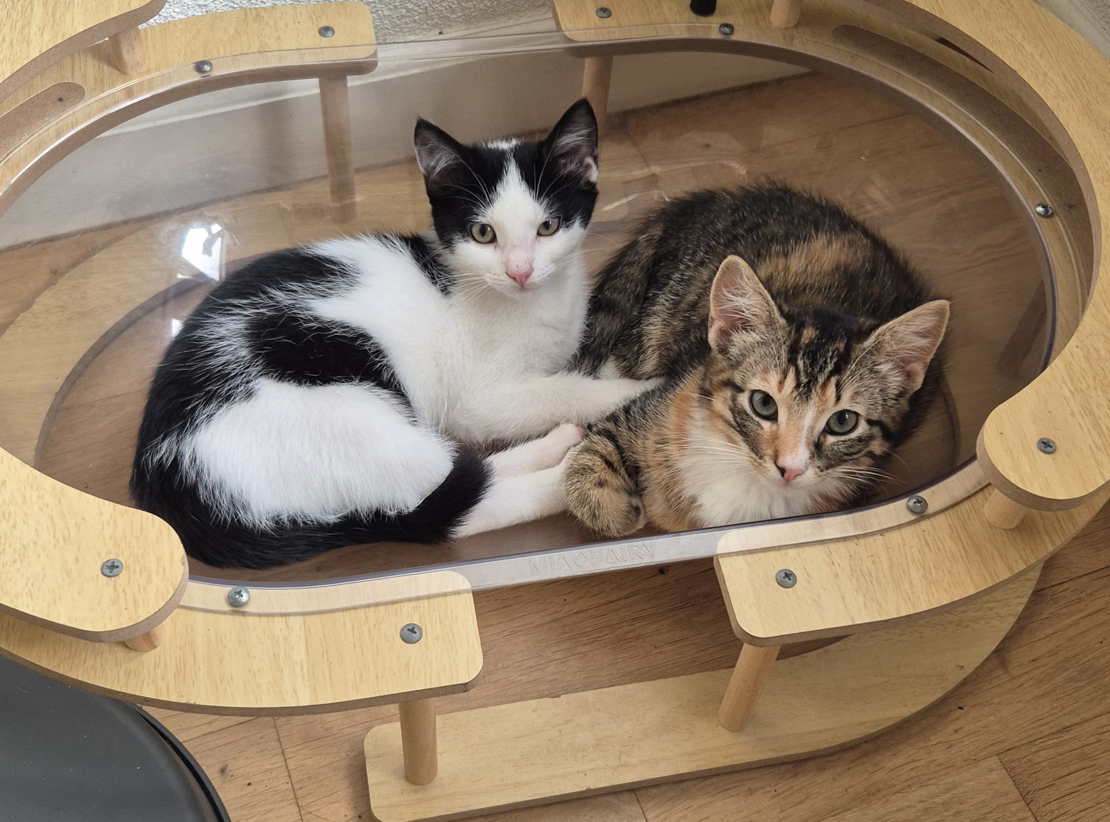 Jo-Jo en Jay zijn geadopteerd