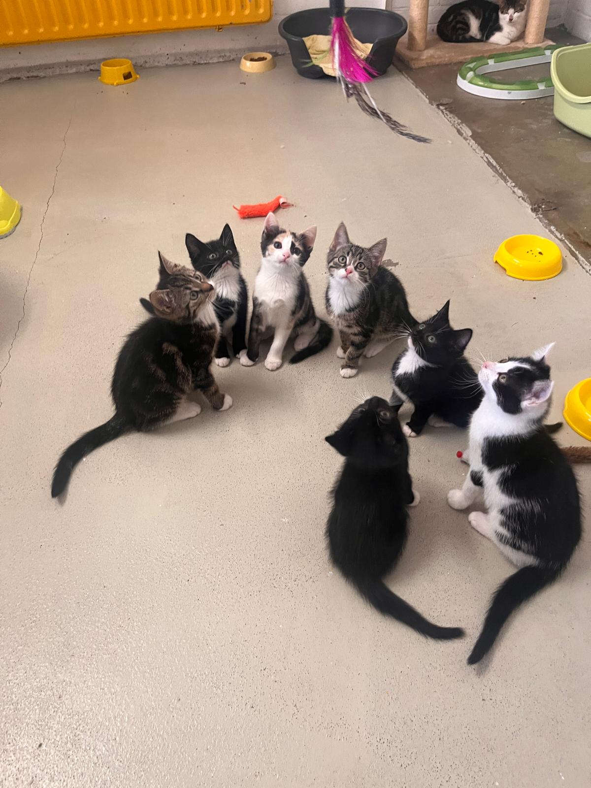 Kittens