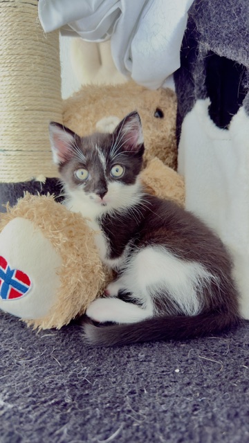 Imara en Ivory