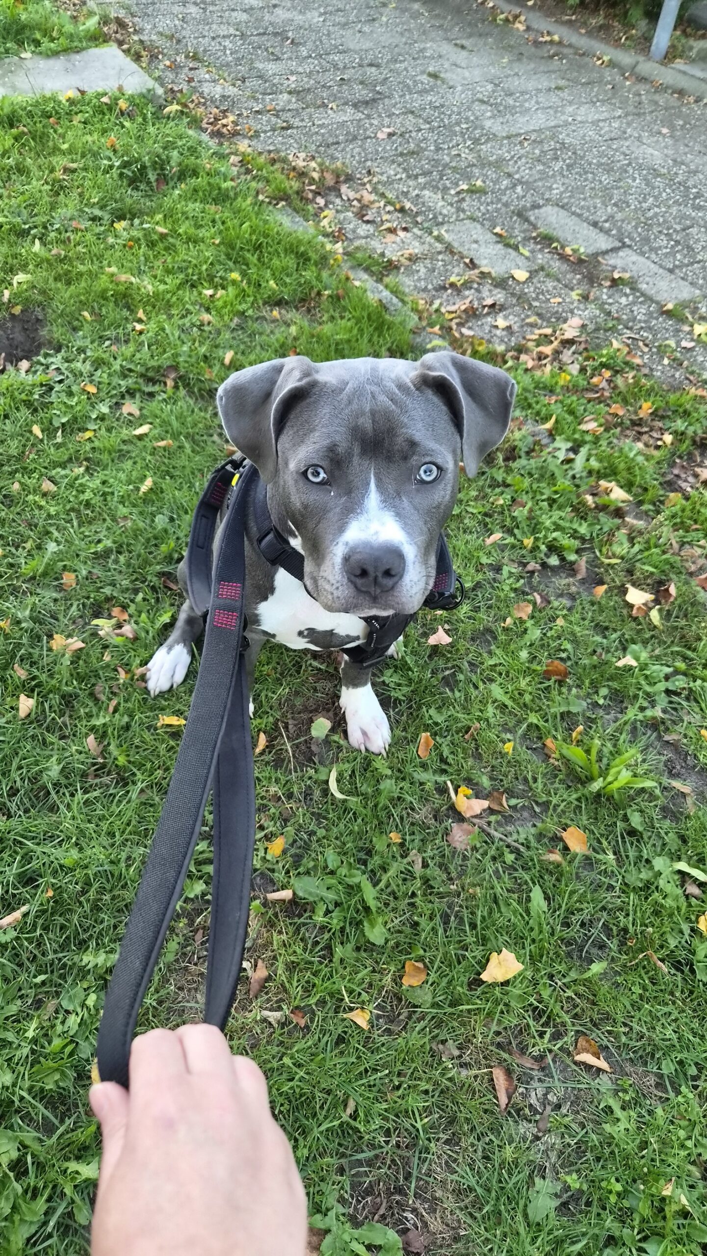 Bluey